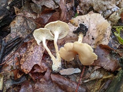 Clitocybe eccentrica