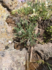 Erigeron pinnatisectus