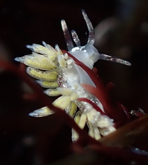 Cuthona hamanni