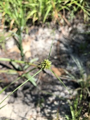 Cyperus filiculmis