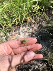 Cyperus filiculmis