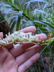 Dracophyllum secundum