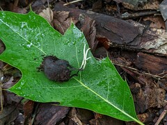 Xylaria oxyacanthae