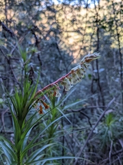 Dracophyllum secundum