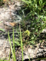 Cyperus filiculmis