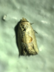 Strotihypera macroplaga