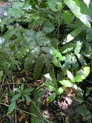 Bolbitis heteroclita