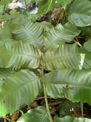 Bolbitis heteroclita