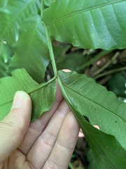 Bolbitis heteroclita