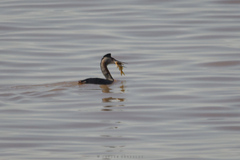 Pimelodus maculatus