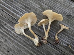 Clitocybe eccentrica