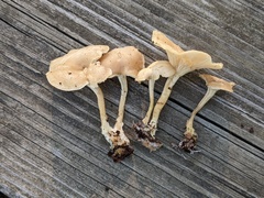 Clitocybe eccentrica