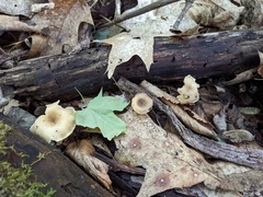 Clitocybe eccentrica