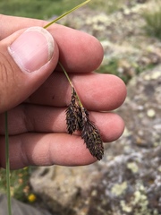 Carex chalciolepis