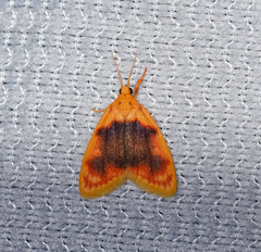 Rhodographa phaeoplaga