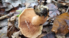Lactarius peckii