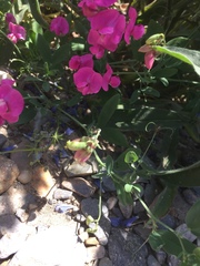 Lathyrus