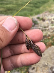Carex chalciolepis