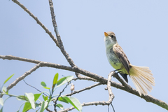 Empidonax albigularis