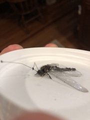 Ululodes quadripunctatus