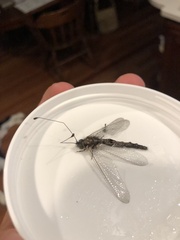 Ululodes quadripunctatus