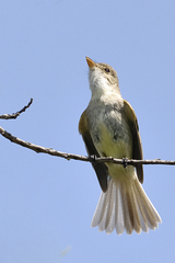 Empidonax albigularis