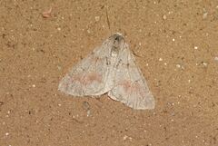 Adalbertia castiliaria