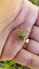 Eleocharis bella