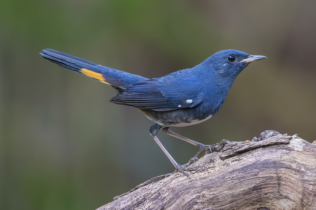 White-bellied Redstart photo