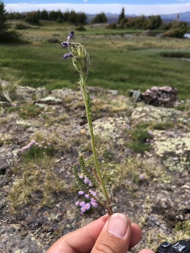 Sticky polemonium (Polemonium viscosum)