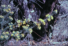Pultenaea mollis