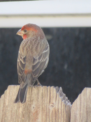 Haemorhous mexicanus