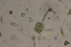 Woronichinia compacta