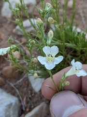 Penstemon laricifolius