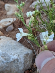 Penstemon laricifolius