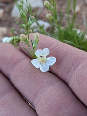 Penstemon laricifolius