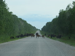 Bison bison athabascae