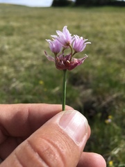 Allium geyeri