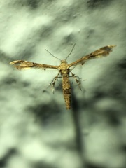 Nippoptilia cinctipedalis