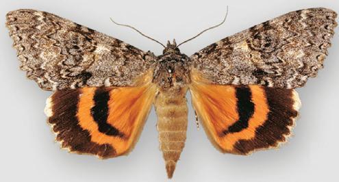 Once-married Underwing photo 4