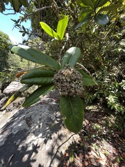 Ardisia glauciflora