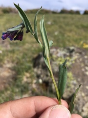Mertensia bakeri
