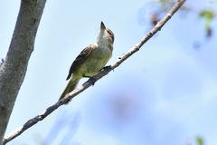 Empidonax albigularis