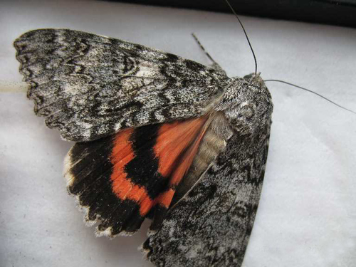 Once-married Underwing photo 3