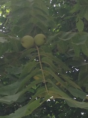 Juglans mollis