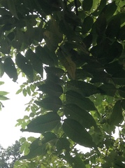 Juglans mollis