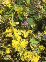 Melilotus officinalis