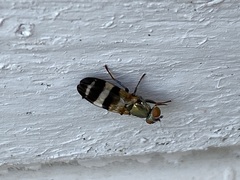 Chaetopsis massyla