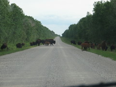 Bison bison athabascae
