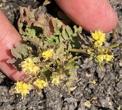 Rorippa curvisiliqua
